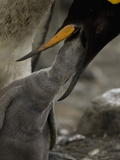 King Penguin with its Young Feeding on Regurgitated Food in the Parents Bill