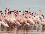 Lesser Flamingos Courtship Dance (Phoenicopterus Minor)  Lake Nakuru  Kenya