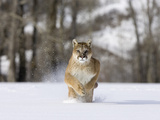 Mountain Lion (Felis Concolor)  Running in the Snow  North America