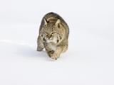 Bobcat (Lynx Rufus) Walking in the Snow