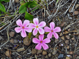 Woodland Phlox (Phlox Adsurgens)  Cascade Range  Oregon  USA