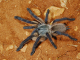 Tarantula (Monocentropus Balfouri)  Endemic to Socotra  Yemen