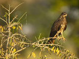 Snail Kite Immature Male (Rostrhamus Sociabilis)  Pantanal  Brazil