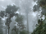 Cloud Forest with Lichens and Mosses  Chirripo National Park  Costa Rica