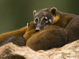 Coatimundi (Nasua Narica) Lying Down