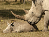 White Rhinoceros (Ceratotherium Simum) Adult and Calf  Masai Mara  Kenya