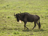 White-Bearded or Blue Wildebeest (Connochaetes Taurinus)  Serengeti National Park  Tanzania