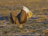 Male Greater Sage-Grouse (Centrocercus Urophasianus)