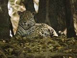 Jaguar (Panthera Onca) Along a Riverbank in Brazil's Pantanal Wetlands