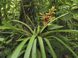Tropical Rainforest with a Flowering Bromeliad  San Cipriano Reserve  Cauca  Colombia