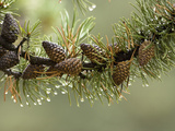Lodgepole Pine Needles and Female Cones (Pinus Contorta)