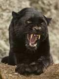 Black Panther (Panthera Onca)  Melanistic Morph  Growling and Snarling  Captivity