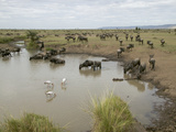Waterhole Scene with a Large Herd of White-Bearded Wildebeests or Gnus (Connochaetes Taurinus)