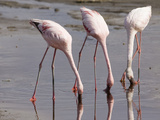 Lesser Flamingos Feeding (Phoenicopterus Minor)  Lake Nakuru  Kenya