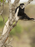 Black and White Colobus Monkey (Colobus Guereza) in Tree  Mount Kenya National Park  Kenya  Africa