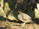 Gambel's Quail (Callipepla Gambelii)  Southwestern USA