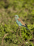 Eurasian Roller (Coracias Garrulus)  Serengeti National Park  Tanzania