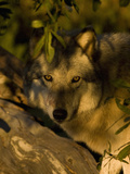 Gray Wolf (Canis Lupus) Hiding  Seacrest Wolf Preserve  Florida  USA