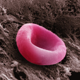 A Red Blood Cell or Erythrocyte  the Blood Cell Responsible for Oxygen Transport