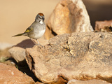 Green-Tailed Towhee (Pipilo Chlorurus)  Arizona  USA