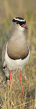 Crowned Plover  Vanellus Coronatus  Kenya  Africa