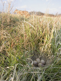 American Woodcock Eggs (Scolopax Minor) Nest and Coyote
