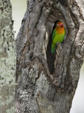 Fischer's Lovebird in its Nest Hole in a Tree Trunk (Agapornius Fischeri) Seregenti  Tanzania