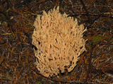 Coral Mushroom (Ramaria)  About 10 Cm High  Growing on the Ground under Conifers in the Autumn