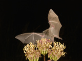 Lesser Long-Nosed Bat (Leptonycteris Curasoae) Feeding at Agave Palmeri Flowers