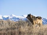 Gray Wolf (Canis Lupus) Hunting  Wyoming  USA