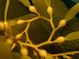 Gas Bladders of Giant Kelp (Macrocystis Pyrifera)  California  USA