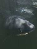 Porbeagle Shark (Lamna Nasus)  Bay of Fundy  New Brunswick  Canada