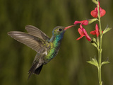 Broad-Billed Hummingbird Male (Cynanthus Latirostris) Feeding at a Sage Flower (Salvia Greggii)