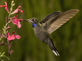 Blue-Throated Hummingbird Male (Lampornis Clemenciae) Feeding at an Autumn Sage Flower