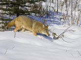 Coyote (Canis Latrans) Walking in the Snow