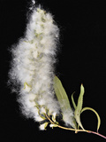 Seeds and Leaves of Narrowleaf Cottonwood (Populus Angustifolia)