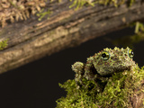 Vietnamese Mossy Frog (Theloderma Corticale)  Vietnam  Captivity