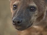 Spotted Hyena Face (Crocuta Crocuta)  Ngorongoro Crater  Tanzania