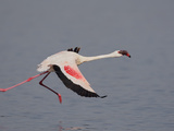 Lesser Flamingo (Phoenicopterus Minor) Running for Take-Off  Kenya  Africa
