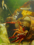 A Red Swamp Crayfish (Procambarus Clarcki) Hiding in a Rusty Can