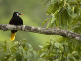 Montezuma's Oropendola (Psarocolius Oropendola  Arenal  Costa Rica