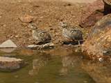 Gambel's Quail Chicks at a Waterhole (Callipepla Gambelii)  Arizona  USA