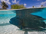 Humphead Wrasse (Cheilinius Undulatus) Swimming over Shallow  Sandy Bottom of Lagoon