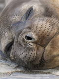 Southern Elephant Seal Resting on the Beach (Mirounga Leonina)  Falkland Islands