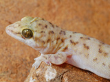 Gecko Head (Hemidactylus Robustus)  Socotra  Yemen
