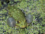 Lake Frog or Marsh Frog Calling (Rana Ridibunda)  Switzerland