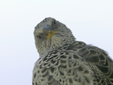 Rufous-Tailed Weaver Head  Histurgops Ruficaudus  Ngorongoro Crater  Tanzania  Africa