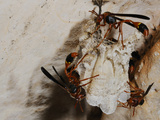 Wasps (Belonogaster Petiolata) Building a Nest at the Entrance of a Cave  Socotra Island  Yemen