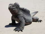 Marine Iguana (Amblyrhynchus Cristatus Albemarlensis) Isabela Island  Galapagos