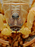 Venomous Scorpion Head (Hottentotta Socotrensis) Endemic to Socotra  Yemen